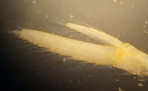 Gammarus sp.